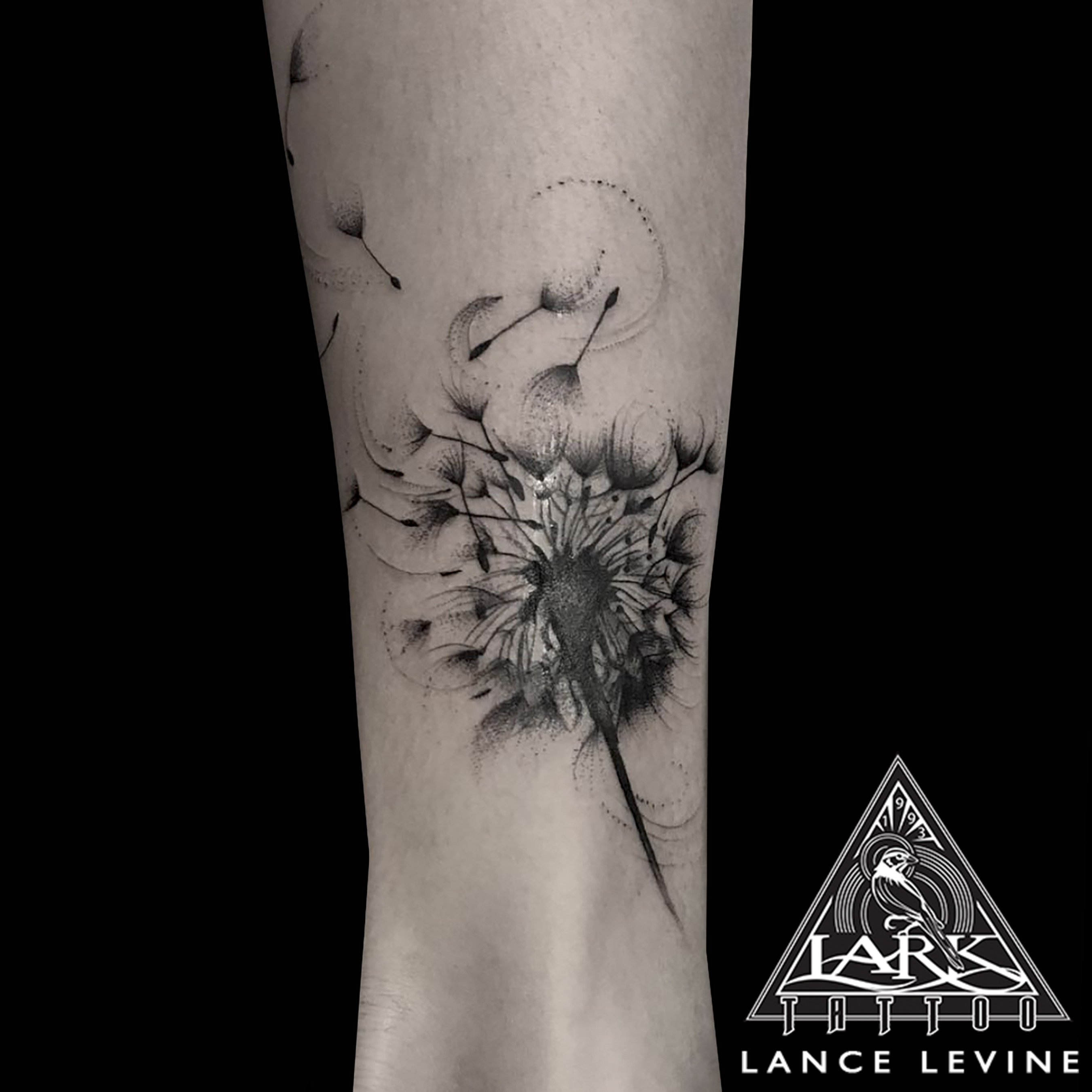 dandelion, dandeliontattoo, dandelionflower, dandelionflowertattoo, flower, flowertattoo, bng, bngtattoo, bnginksociety, blackandgraytattoo, blackandgreytattoo, tattoo, tattoos, tat, tats, tatts, tatted, tattedup, tattoist, tattooed, inked, inkedup, ink, tattoooftheday, amazingink, bodyart, tattooig, tattoosofinstagram, instatats , larktattoo, larktattoos, larktattoowestbury, westbury, longisland, NY, NewYork, usa, art, lance, levine, lancelevine