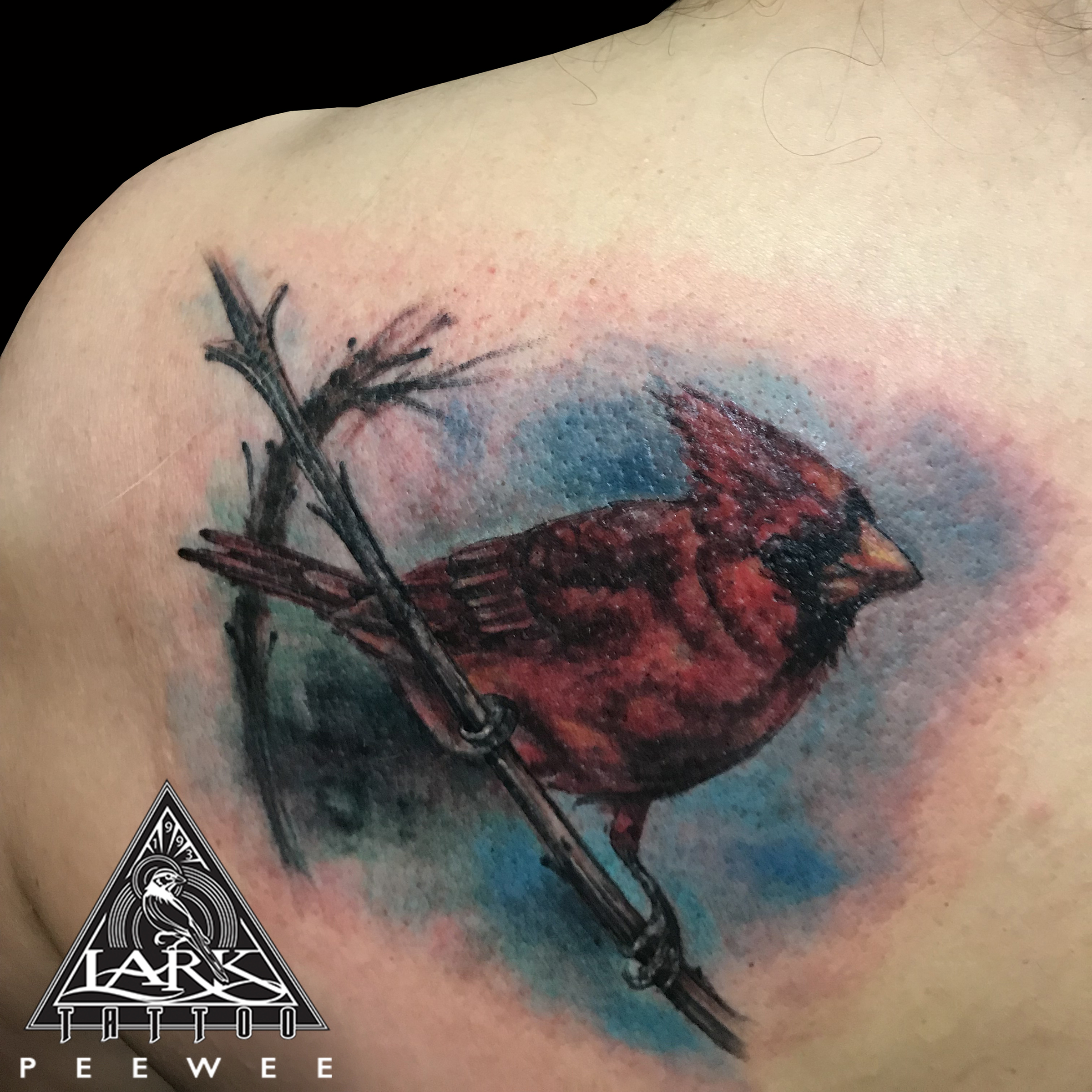 #colortattoo #bird #birdtattoo #cardinal #cardinaltattoo #animaltattoo #nature #naturetattoo #tattoo #tattoos #tat #tats #tatts #tatted #tattedup #tattoist #tattooed #inked #inkedup #ink #tattoooftheday #amazingink #bodyart #tattooig #tattoosofinstagram #instatats #larktattoo #larktattoos #larktattoowestbury #westbury #longisland #NY #NewYork #usa #art #peewee #peeweetattoo