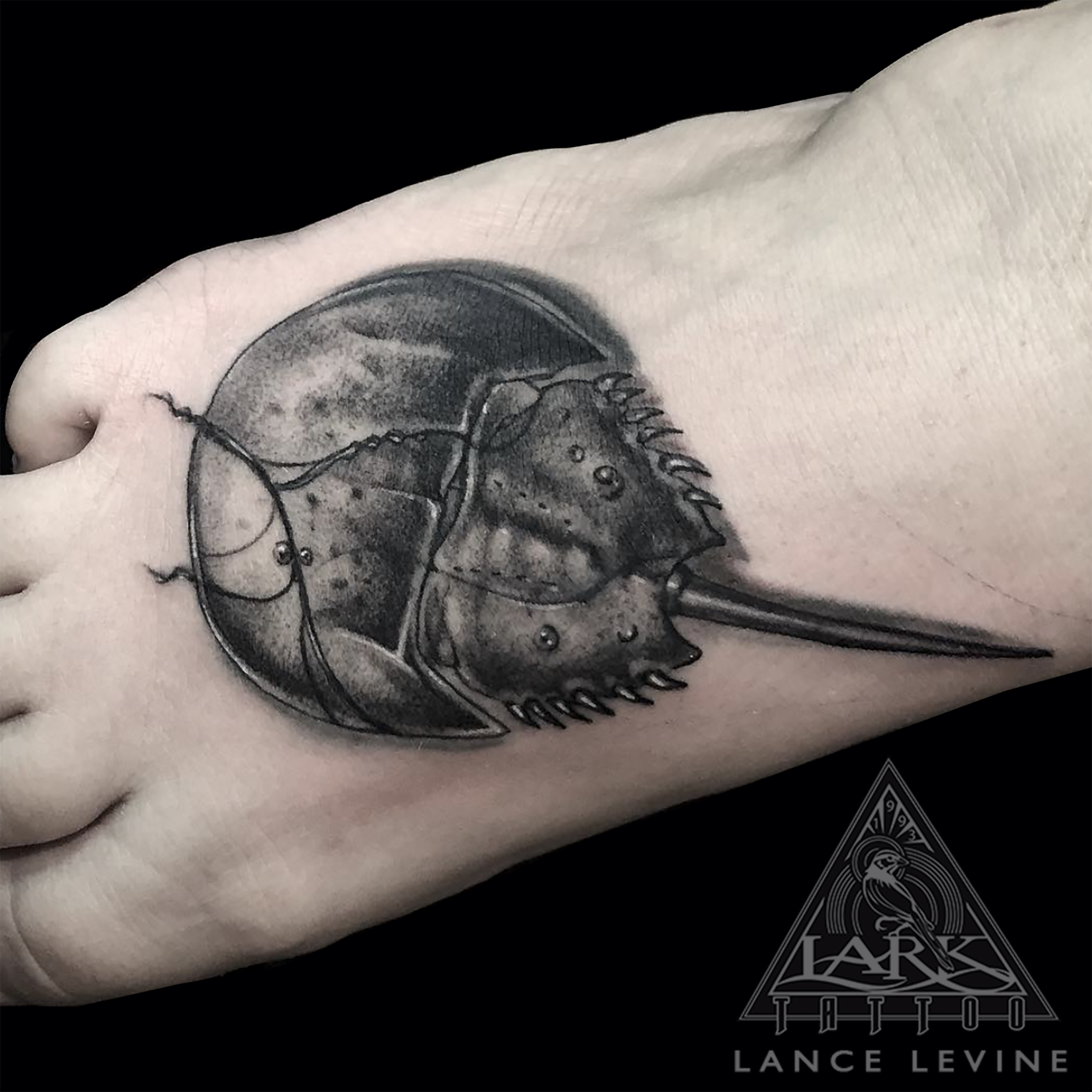 #bng #bngink #bngtattoo #bnginksociety #animaltattoo #horseshoecrab #horseshoecrabtattoo #blackandgreytattoo #blackandgraytattoo #foot #foottattoo #naturetattoo #realistictattoo #realismtattoo #aquatictattoo #oceantattoo #sealife #sealifetattoo #tattoo #tattoos #tat #tats #tatts #tatted #tattedup #tattoist #tattooed #inked #inkedup #ink #tattoooftheday #amazingink #bodyart #larktattoo #larktattoos #larktattoowestbury #westbury #longisland #NY #NewYork #usa #art