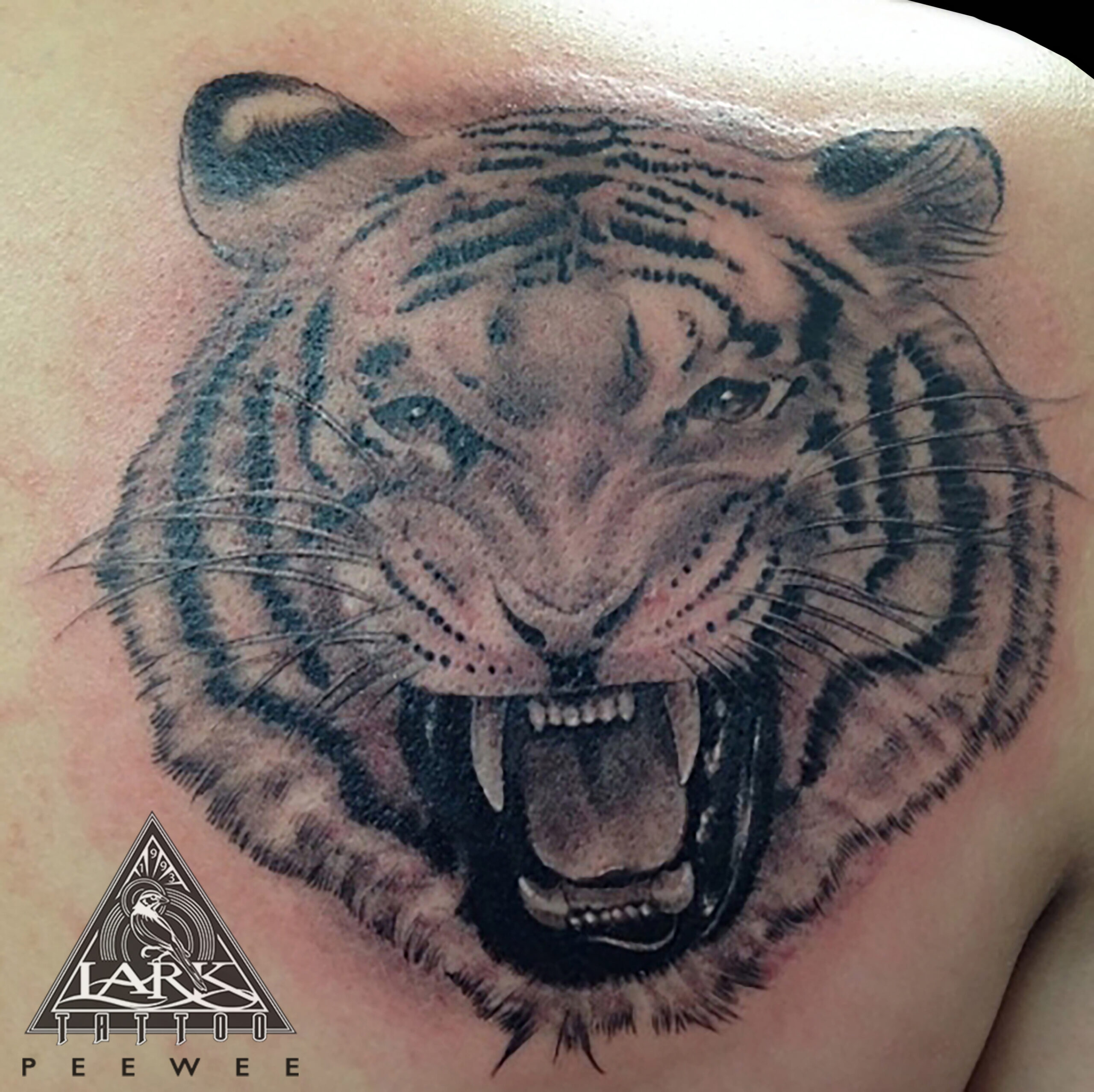 #LarkTattoo #PeeWee #PeeWeeTattoo #PeeWeeLarkTattoo #BNG #BNGTattoo #BlackAndGray #BlackAndGrayTattoo #BlackAndGrey #BlackAndGreyTattoo #Realism #RealismTattoo #Realistic #RealisticTattoo #Animal #AnimalTattoo #Tiger #TigerTattoo #Tattoo #Tattoos #TattooArtist #Tattoist #Tattooer #LongIslandTattooArtist #LongIslandTattooer #LongIslandTattoo #TattooOfTheDay #Tat #Tats #Tatts #Tatted #Inked #Ink #TattooInk #AmazingInk #AmazingTattoo #BodyArt #LarkTattooWestbury #Westbury #LongIsland #NY #NewYork #USA #Art #Tattedup #InkedUp #LarkTattoos