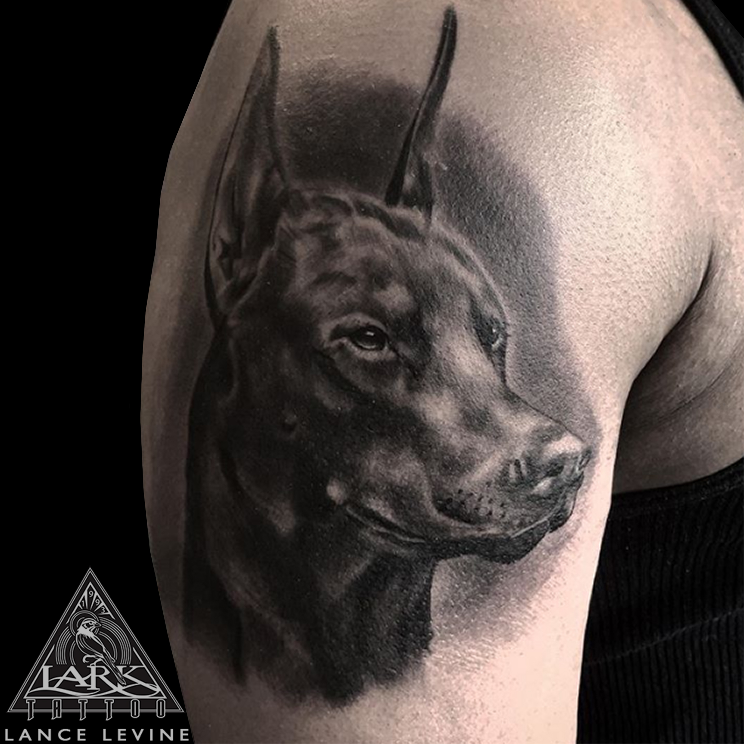 Black and grey Doberman portrait tattoo on the inner