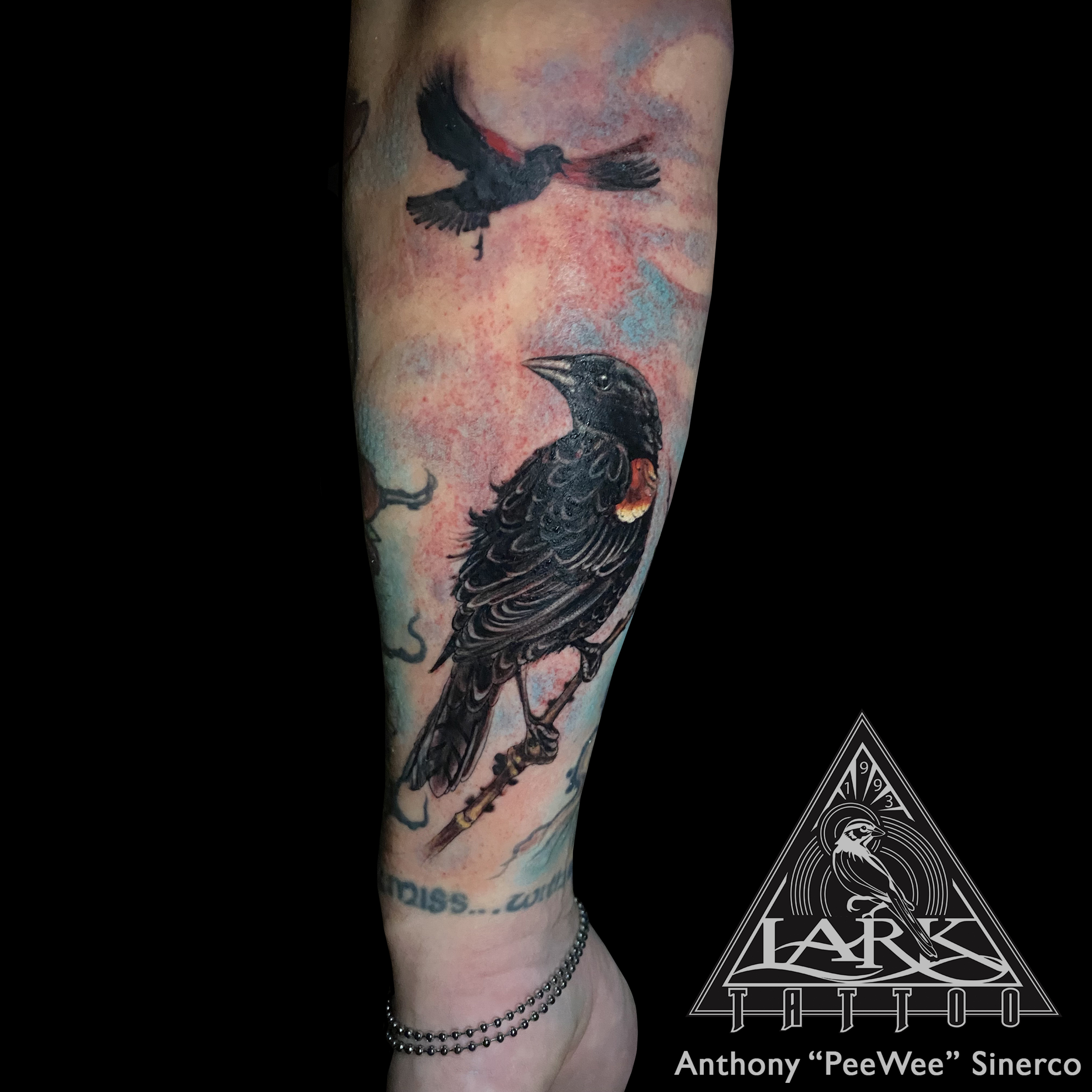 LarkTattoo, PeeWee, PeeWeeLarkTattoo, AnthonyPeeWeeSinerco, AnthonySinerco, Tattoo, Tattoos, Bird, BirdTattoo, Animal, AnimalTattoo, Nature, NatureTattoo, RedWingedBlackbird, RedWingedBlackbirdTattoo, Blackbird, BlackbirdTattoo, AgelaiusPhoeniceus, AgelaiusPhoeniceusTattoo, ColorTattoo, TattooArtist, Tattoist, Tattooer, LongIslandTattooArtist, LongIslandTattooer, LongIslandTattoo, TattooOfTheDay, LarkTattooWestbury, Westbury, LongIsland, Tat, Tats, Tatts, Tatted, Inked, Ink, TattooInk, AmazingInk, AmazingTattoo, BodyArt , NY, NewYork, USA, Art, Tattedup, InkedUp, LarkTattoos