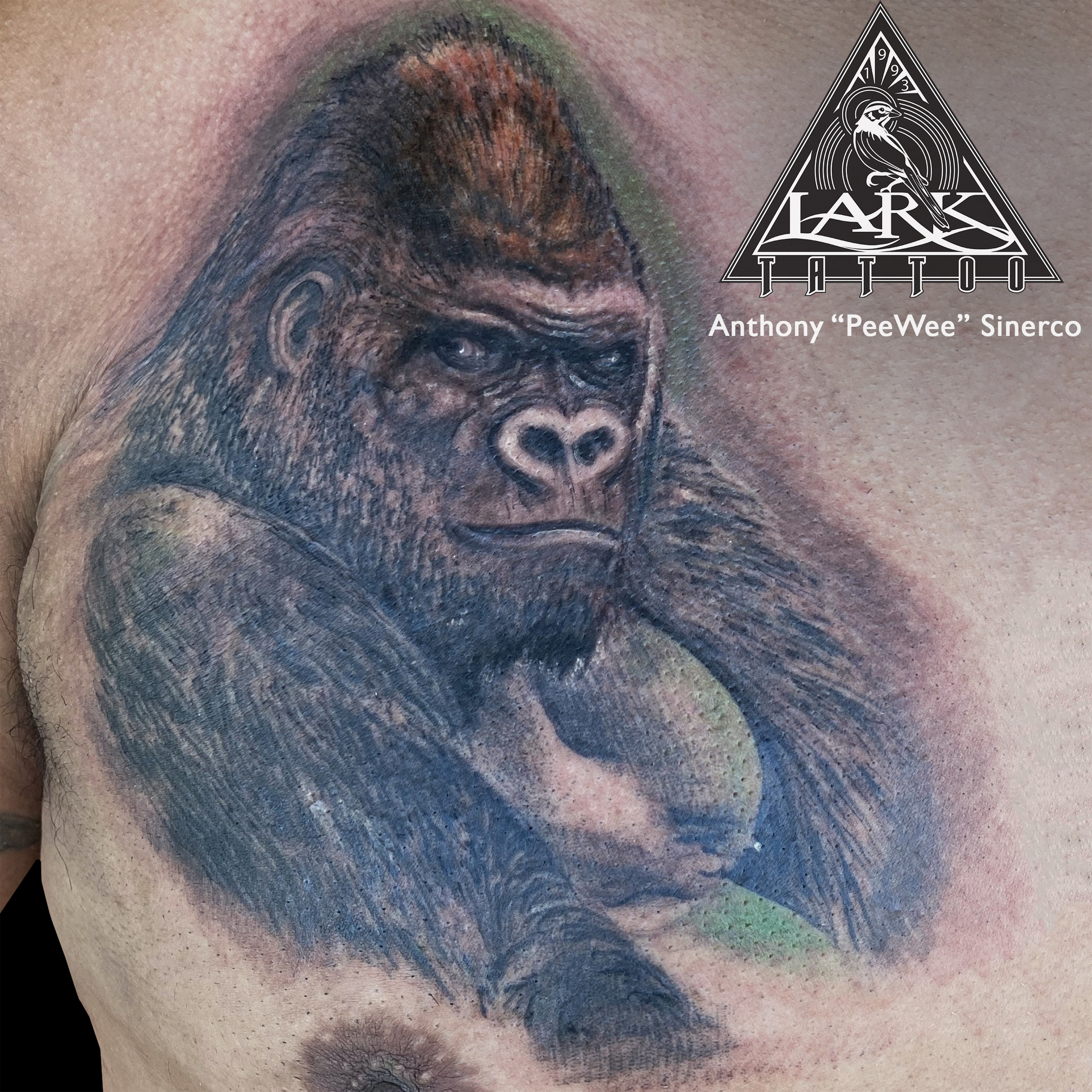 #LarkTattoo #PeeWee #PeeWeeLarkTattoo #AnthonyPeeWeeSinerco #AnthonySinerco #Tattoo #Tattoos #Gorilla #GorillaTattoo #Silverback #SilverbackTattoo #SilverbackGorilla #SilverbackGorillaTattoo #AnimalTattoo #Wildlife #WildlifeTattoo #Realism #RealismTattoo #Realistic #RealisticTattoo #ChestTattoo #TattooArtist #Tattoist #Tattooer #LongIslandTattooArtist #LongIslandTattooer #LongIslandTattoo #TattooOfTheDay #Tat #Tats #Tatts #Tatted #Inked #Ink #TattooInk #AmazingInk #AmazingTattoo #BodyArt #LarkTattooWestbury #Westbury #LongIsland #NY #NewYork #USA #Art #Tattedup #InkedUp #LarkTattoos