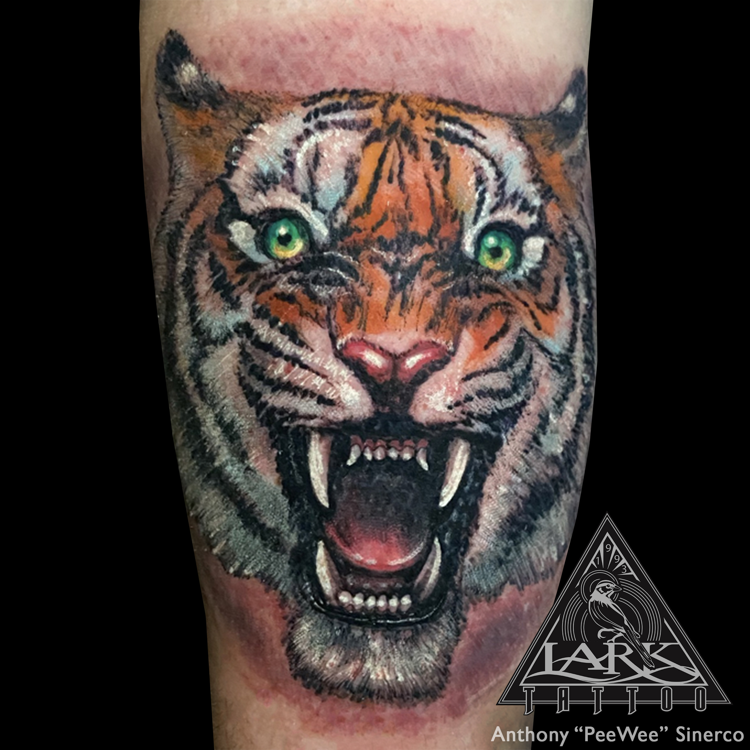 #LarkTattoo #PeeWee #PeeWeeLarkTattoo #AnthonyPeeWeeSinerco #AnthonySinerco #Tattoo #Tattoos #ColorTattoo #Tiger #TigerTattoo #Cat #CatTattoo #BigCat #BigCatTattoo #Animal #AnimalTattoo #Wildlife #WildlifeTattoo #Cattoo #BigCattoo #CatsOfInstagram #BigCatsOfInstagram #TattooArtist #Tattoist #Tattooer #LongIslandTattooArtist #LongIslandTattooer #LongIslandTattoo #TattooOfTheDay #Tat #Tats #Tatts #Tatted #Inked #Ink #TattooInk #AmazingInk #AmazingTattoo #BodyArt #LarkTattooWestbury #Westbury #LongIsland #NY #NewYork #USA #Art #Tattedup #InkedUp #LarkTattoos