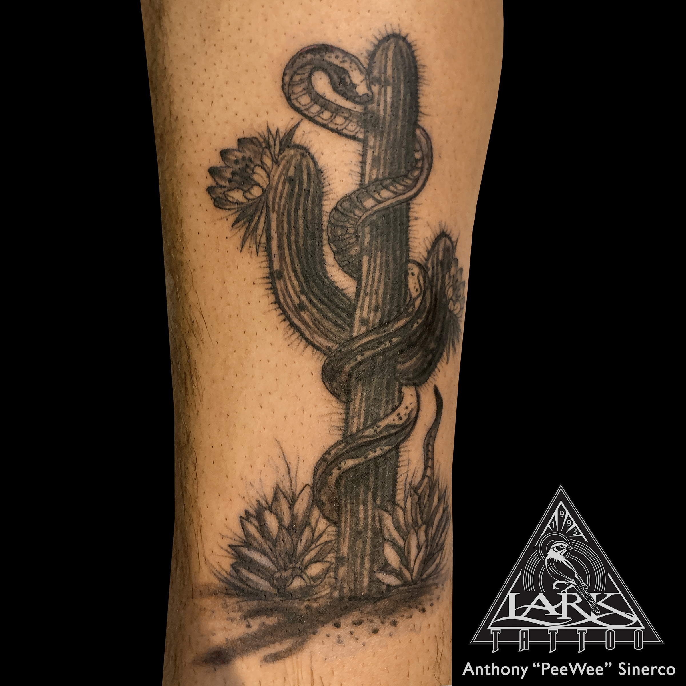 LarkTattoo, PeeWee, PeeWeeLarkTattoo, AnthonyPeeWeeSinerco, AnthonySinerco, Tattoo, Tattoos, Snake, SnakeTattoo, Reptile, ReptileTattoo, Cactus, CactusTattoo, BNG, BNGInkSociety, BNGTattoo, BlackAndGrey, BlackAndGreyTattoo, BlackAndGray, BlackAndGrayTattoo, TattooArtist, Tattoist, Tattooer, LongIslandTattooArtist, LongIslandTattooer, LongIslandTattoo, TattooOfTheDay, Tat, Tats, Tatts, Tatted, Inked, Ink, TattooInk, AmazingInk, AmazingTattoo, BodyArt, LarkTattooWestbury, Westbury, LongIsland, NY, NewYork, USA, Art, Tattedup, InkedUp, LarkTattoos