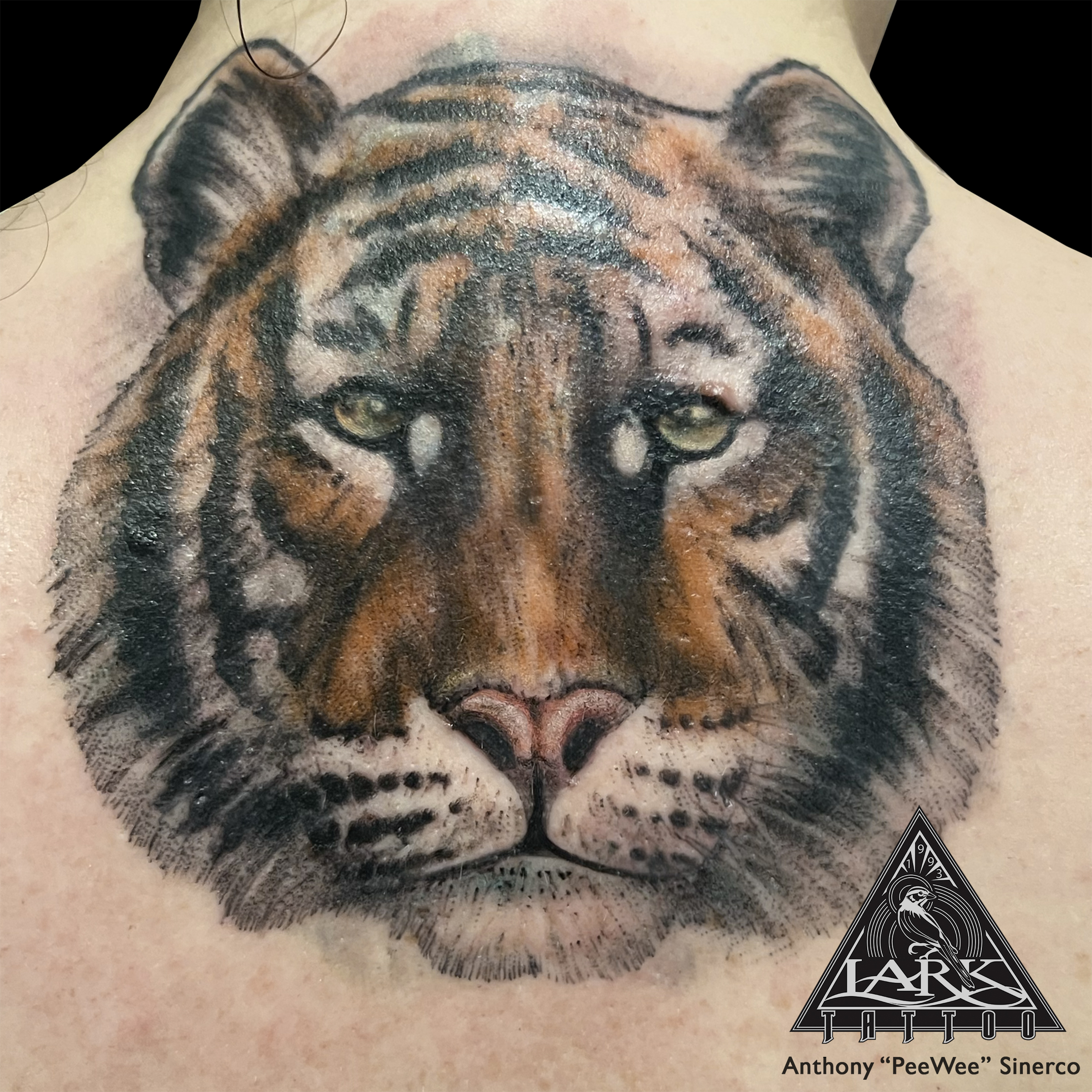 LarkTattoo, PeeWee, PeeWeeLarkTattoo, AnthonyPeeWeeSinerco, AnthonySinerco, Tattoo, Tattoos, ColorTattoo, Tiger, TigerTattoo, Cat, CatTattoo, BigCat, BigCatTattoo, Animal, AnimalTattoo, Wildlife, WildlifeTattoo, Cattoo, BigCattoo, CatsOfInstagram, BigCatsOfInstagram, TattooArtist, Tattoist, Tattooer, LongIslandTattooArtist, LongIslandTattooer, LongIslandTattoo, TattooOfTheDay, Tat